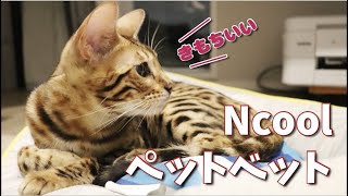 Ncoolが満更でもない可愛すぎる猫【ベンガル】