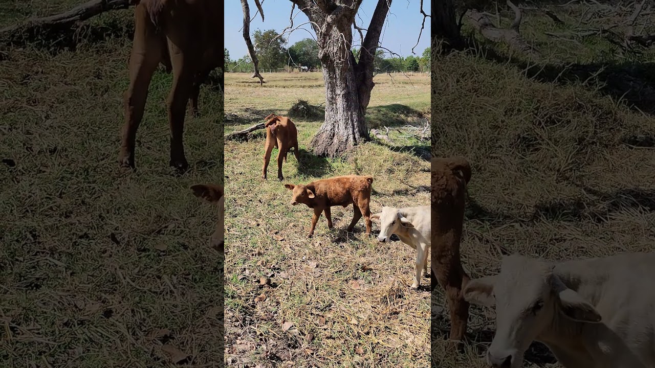 2 маленьких телята на ферме 