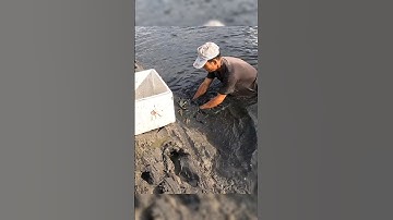 Crayfish _ Cảnh Này Chỉ Có Ở Miền Tây Mò Tôm Càng #shorts #crayfish #tom