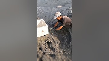 Crayfish _ Cảnh Này Chỉ Có Ở Miền Tây Mò Tôm Càng #shorts #crayfish #tom