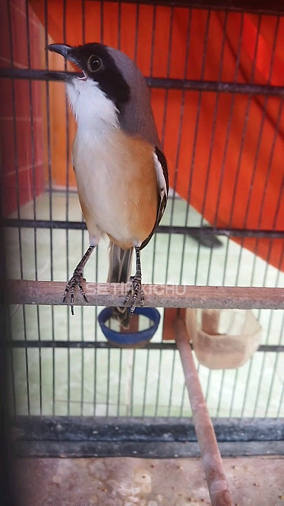TOET TOET SUARA CENDET BETINA UNTUK PANCINGAN CENDET