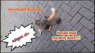 KUCING, KUCING KAWIN, JADI WASIT KUCING KAWIN by CAT FAMILY 416 views 4 months ago 2 minutes, 47 seconds