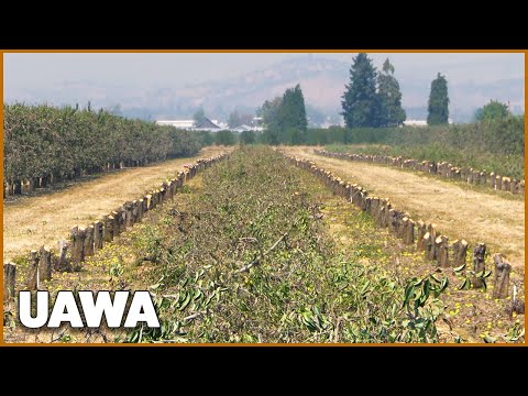 Southern Oregon pear farmer slashes crops amid drought - Meyer Orchards | US AS WE ARE