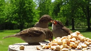 Happy Earth Day 2024! Enjoy an hour of birds singing in the springtime sunshine!