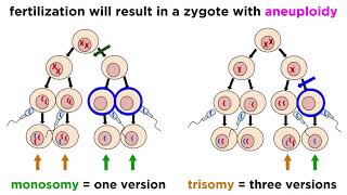 Alteration of Chromosome Number and Structure