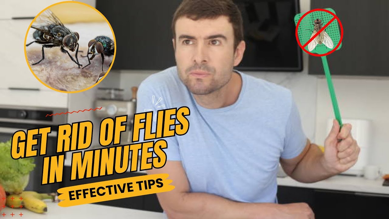 How To Get Rid of Flies Effectively