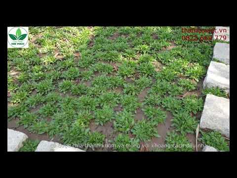 Video Cỏ Lá Thái Lan Mua Ở Đâu? Đến Ngay Thảm Cỏ Việt! - youtube