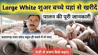 Large White Pig farming || सूअर के बच्चे यहां से खरीदें || how to increase pig weight | अर्चना एग्रो screenshot 2