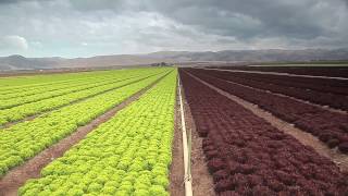 Mann's - Arcadian Harvest Classic® Mann's - Arcadian Harvest Classic®