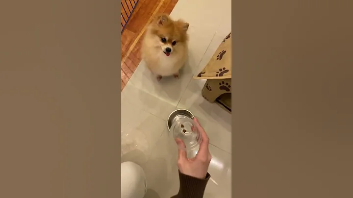 Pomeranian Doesn't Approve of Diet || ViralHog - DayDayNews