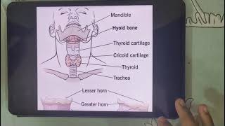 HYOID BONE - Sanjana N. # MBBS #anatomy #medicalstudent