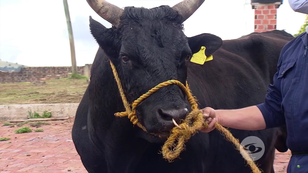 Wagyū, la vaca de origen japonés con grandes beneficios para usted La