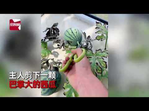 男子飘窗种西瓜3个月后长出巴掌大，切开一看瞬间被惊艳到