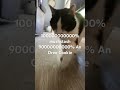 100000000000 Mustash 900000000000 An Oreo Cookie Oreo Viral Cat Funny Blackandwhite Playfull 100000000000 Mustash 900000000000 An Oreo Cookie Oreo Viral Cat Funny Blackandwhite Playfull