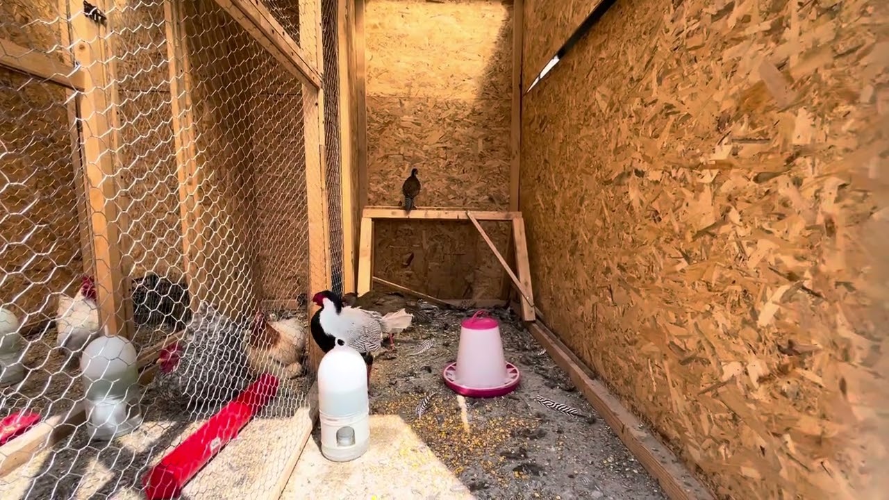 Prezentare familile mele de fazani, fazani comuni, fazani auriu pe rosu si fazani arginti