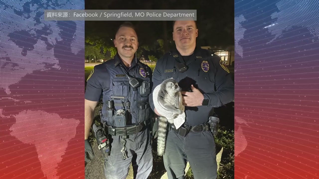 【天下新聞】密蘇里州: Springfield警方忙逃跑狐猴 