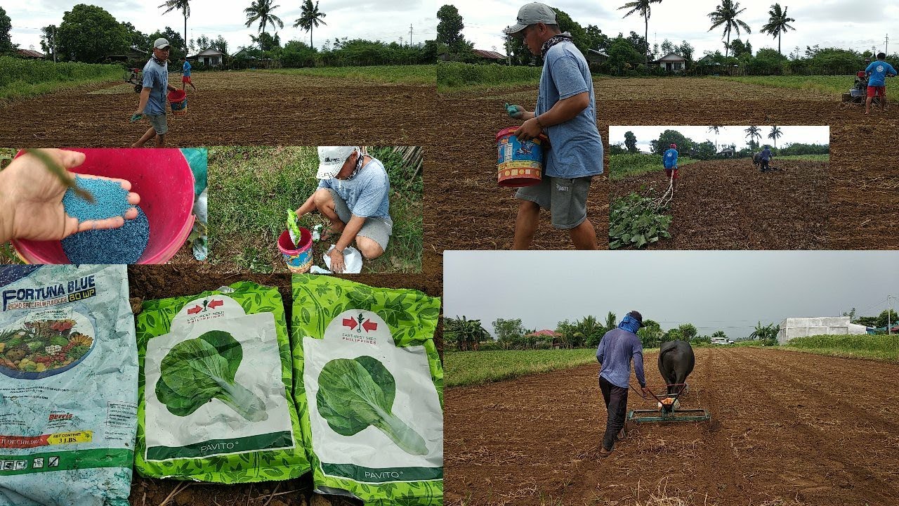 part-3 actual videong pag sabog tanim pechay