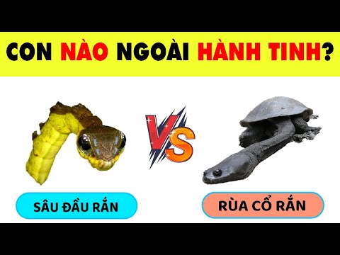 Video Chỉ Ai Có Suy Nghĩ Nhạy Bén Và Trí Thông Minh Hơn... - youtube