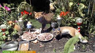 Foxheaven Dublin Ireland Live Stream.2 Foxes And Kitty Sue.