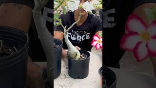 O melhor tipo de vaso para as Rosas do Deserto 🌺😱 #shorts #adenium #plantas #flores