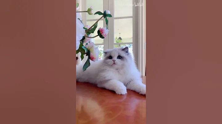 Watch the video about Cute Kitten | Ragdoll Cat | Cute Animals (14) #cat #ragdollkittens #cutekitty #cutekittenvideos