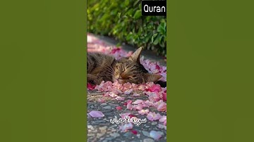 }إن الله وملائكته يصلون على النبي}...سورة الأحزاب...قرآن كريم