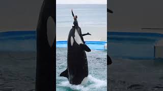 ララのハグリフト超エレガント♥ #Shorts #鴨川シーワールド #シャチ #Kamogawaseaworld #Orca #Killerwhale