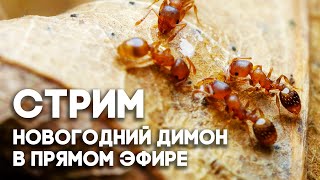 Новогодние посиделки: общаемся в прямом эфире! \\ Димон и пумба