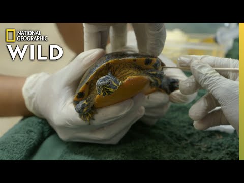 Cleaning a Dirty Turtle | Critter Fixers: Country Vets