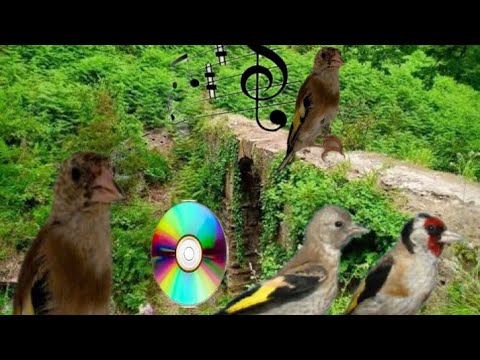 خطوات وشروط تحفيظ فراخ الحسون لتغريد100 أفضل شرح ستسمعه