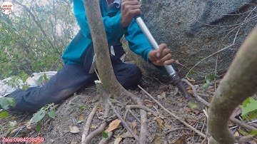 Ngày mới lên núi tìm cây cảnh bonsai của Anh Cát Vlogs.