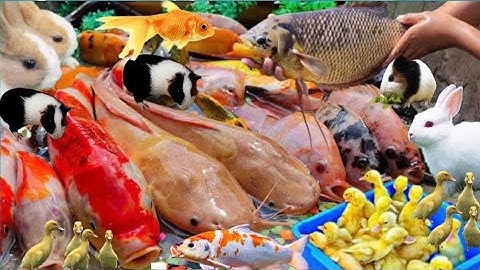 Sự Hấp Dẫn Của Cá Cảnh Cầu Vồng Mầu Sắc Dễ Thương, Thỏ Vịt Con, Cá Koi, Cá Molly, Cá Vàng, Cá Trê