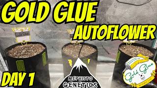 How I Grow Autoflower Gold Glue By Mephisto Genetics Day 1