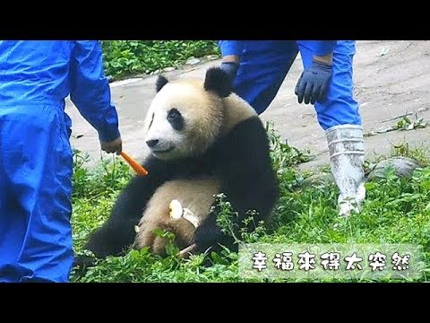 《熊貓早晚安》幸福來得太突然 | iPanda