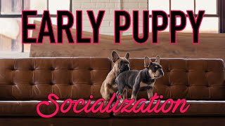 Early Puppy Socialization Before All Vaccines | Tips | DOG VLOG by My Pawesome Frenchie 6,936 views 3 years ago 10 minutes, 52 seconds