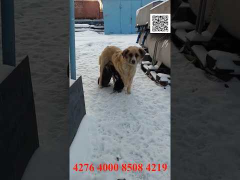 Она пыталась спасти своих щенков