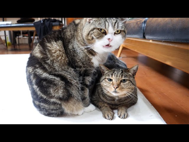 朝バトルなねこ。-Maru&Hanas morning battle.-