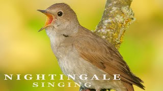 Nightingale bird singing - very beautiful bird sounds