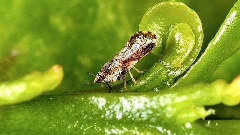 Statewide Citrus Grower Approaches for Controlling ACP & HLB