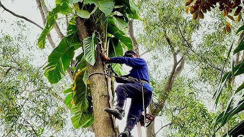 Sawing the yellow cotton tree is attached to the betel nut tree
