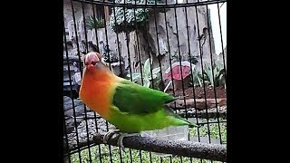 Masteran Pemancing Suara LoveBird Ngekek