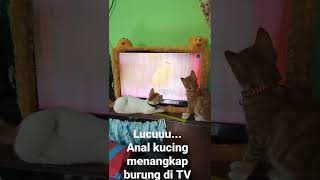 FUNNY.... *Anak kucing* menangkap burung di TV.. sampai jatuh....😀
