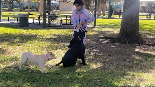 Reactive Dog Training With The Dog Daddy