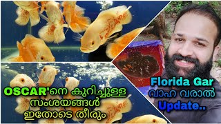 Oscar Fish Details Revealed|Oscar fish tank malayalam|Oscarfish Breeding|legendaryfins