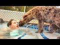 TEACHING BABY HYENA HOW TO SWIM !