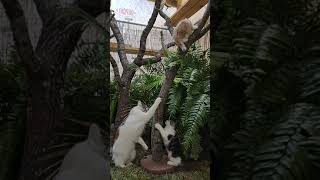 The boys, Maine coon kittens playing in catio