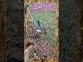 أروع أداة لحرث الأرض يدويا الحرث حرث الارضshorts Cultivation 