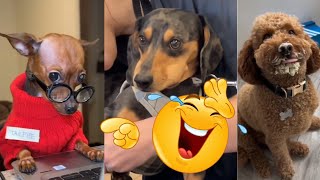 I dare you not to laugh at these funny dogs 🤣 Funniest Dog Videos 2024