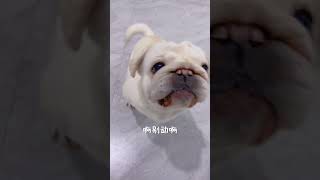 论一个演员的专业素养!【二迷糊】#养狗的乐趣 #狗子成精了 #戏精狗 #搞笑 #pets #funny #萌寵