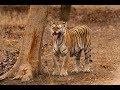 The Legendary Tigress of Pench National Park